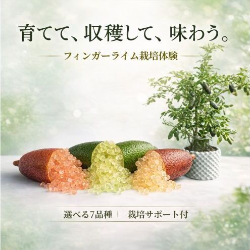 フィンガーライム栽培体験セット 初心者OK 植替え済 AIサポート&マニュアル付き レッドルビー