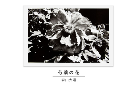 zushi art gallery森山大道写真作品「芍薬の花」(写真集『光と影』1982年より)