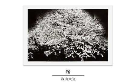 zushi art gallery森山大道写真作品「桜」(写真集『光と影』1982年より)