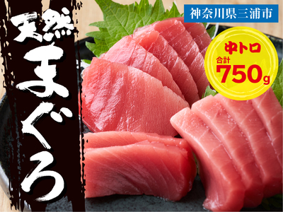 三崎マグロ 鈴木水産 天然マグロ(中トロ3柵)セット