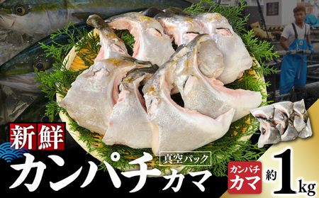 新鮮カンパチ カマ 約1kg M079-012-01 魚 冷凍
