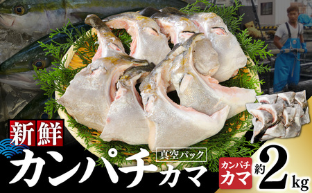 新鮮カンパチ カマ 約2kg M079-012-02 魚 冷凍