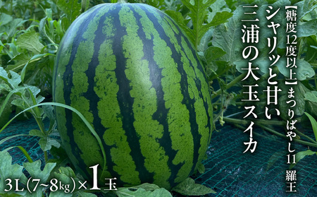 [ 糖度 12度 以上 ]シャリッと 甘い 三浦 の 大玉 スイカ まつりばやし11 羅王 3L 7〜8kgを1玉 M107-002-02 甘い 糖度 12度以上 甘味 果物 フルーツ 西瓜 藤平農園 ふるさと納税 三浦 おすすめ ランキング プレゼント ギフト