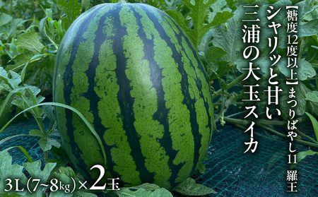 【 糖度 12度 以上 】シャリッと 甘い 三浦 の 大玉 スイカ まつりばやし 11 羅王 3L 7～8kgを2玉 M107-002-03 甘い 糖度 12度以上 甘味 果物 フルーツ 西瓜 藤平農園 ふるさと納税 神奈川 三浦市 おすすめ ランキング プレゼント ギフト