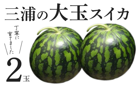 三浦 の 大玉 スイカ(2玉)[丁寧に育てました] M089-008 甘い 甘味 果物 フルーツ 西瓜 期間限定 限定 田中農園 SAYURAN ふるさと納税 神奈川 三浦市 おすすめ ランキング プレゼント ギフト