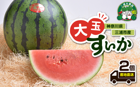 神奈川県 三浦市 産大玉すいか( 2個 ) M109-007 すいか スイカ 三浦市農業協同組合 ふるさと納税 おすすめ ランキング プレゼント ギフト
