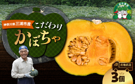 神奈川県 三浦市 産 三浦 こだわり かぼちゃ ( 3個 ) M109-005 [ 期間限定 ] 野菜 三浦野菜