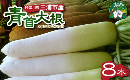 神奈川県三浦市産 青首大根 8本 M109-011 野菜 三浦野菜