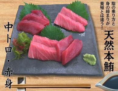 [選べる配送月] 本物 の 味 をお届け ! 厳選 ! 天然本鮪 中トロ ・ 赤身 セット M005-021 冷凍 マグロ