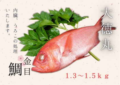 12-1脂たっぷり！【三崎水揚げ】金目鯛