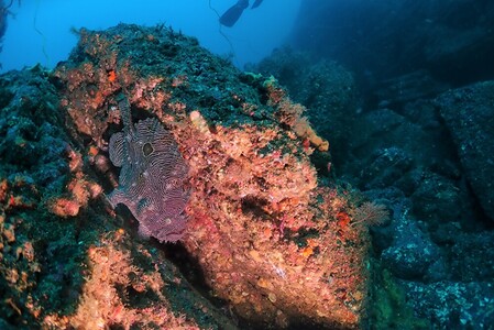三浦半島城ヶ島でボートファンダイビング