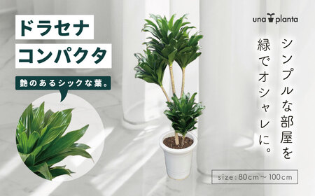観葉植物 ドラセナコンパクタ8号(約H80cm〜100cm) / 秦野 神奈川 インテリア オシャレ 室内