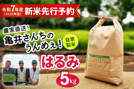 新米 [令和7年産] 伊勢原産 精米 5kg はるみ 農家直送!亀井さんちのうんめぇ!自家製米|お米 おこめ コメ 白米 神奈川 伊勢原 ブランド米 2025年 産地直送 先行予約 予約受付 [0317]