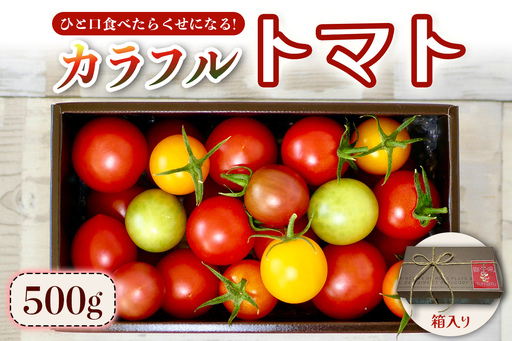 カラフルトマト 箱入り 5品種詰め合わせ 500g ひと口食べたらくせになる！｜ミックス 甘い プレゼント 贈り物 ギフト [1040]