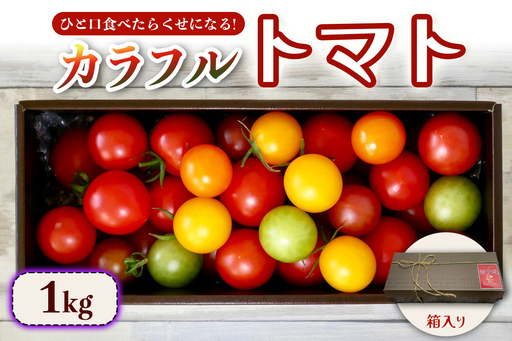 カラフルトマト 箱入り 5品種詰め合わせ 1kg ひと口食べたらくせになる！｜ミックス 甘い プレゼント 贈り物 ギフト [1042]