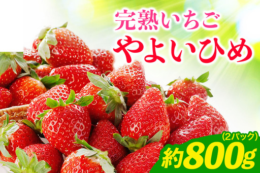 《2027年1月中旬より順次発送》完熟いちご やよいひめ 約800g [約400g (12粒から15粒) ×2パック] 栗丸農園直送 [1068]