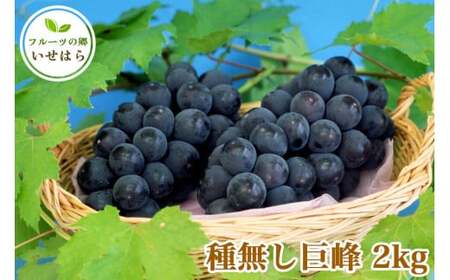 [2025年8月中旬以降発送 数量限定] 2025年産フルーツの郷いせはら 種無し巨峰 2kg|先行予約 [0360]