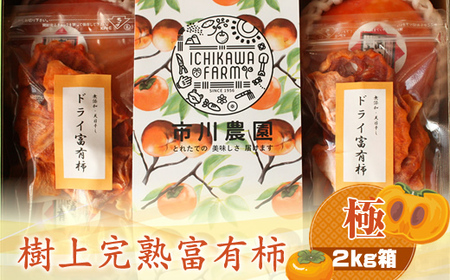 樹上完熟富有柿 【極】2kg箱＜出荷開始：2024年11月20日～2024年12月15日＞【 柿 かき フルーツ 神奈川県 海老名市 】