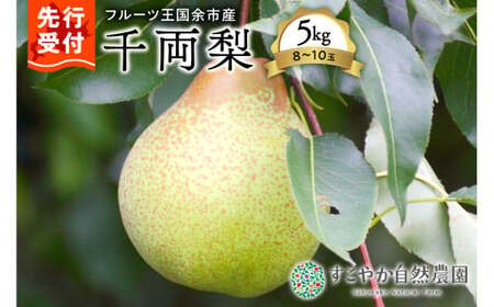 2025年発送[先行予約]令和7年産千両梨5kg箱8〜10玉[すこやか自然農園]_