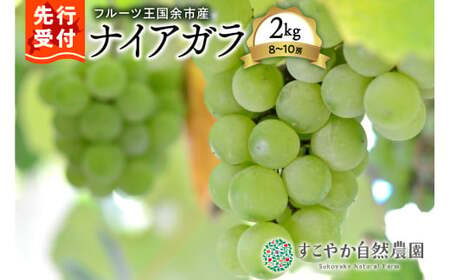 2025年発送[先行予約]令和7年産ぶどう(ナイアガラ)2kg箱8〜10房
