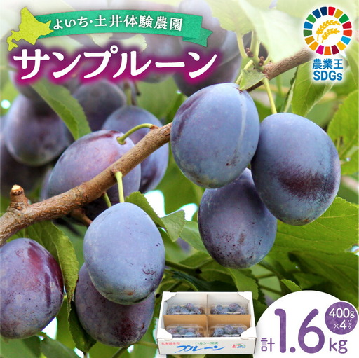 【先行予約：2026年9月中旬以降発送】小玉で食べやすい！ 余市産 生プルーン 1.6kg サンプルーン 甘酸っぱい_Y127-0018