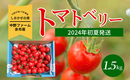 〔先行受付〕しおかぜの畑中野ファーム余市産トマトベリー1.5kg(2024年初夏発送) ミニトマト