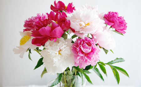 花 湘南のシャクヤク 切り花 13本入り 大谷芍薬園 花束 ※色指定不可 植物 切花