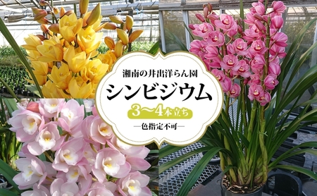 湘南の洋蘭 シンビジウム 3〜4本 色の指定不可 シンビジューム Cymbidium 蘭 ラン らん 花 お花 生花 ピンク 黄色 白 インテリア ギフト 贈り物 神奈川県 寒川町