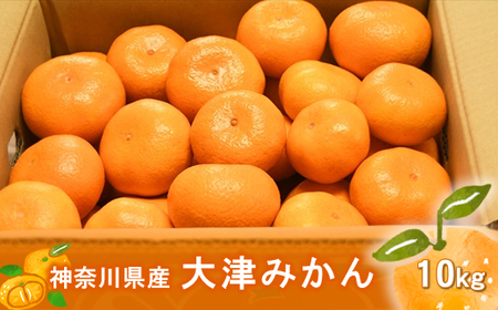 神奈川県産大津みかん10kg[出荷時期:2024年12月10日〜2025年1月31日出荷終了][ みかん 神奈川県 山北町 ]