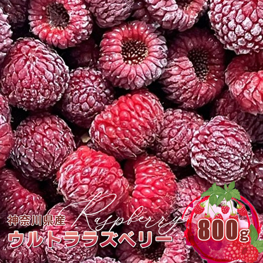 神奈川県産ウルトララズベリー800ｇ　〈出荷時期：2026年6月2日出荷開始～2026年6月20日出荷終了（予定）〉【 ラズベリー 神奈川県 山北町 】