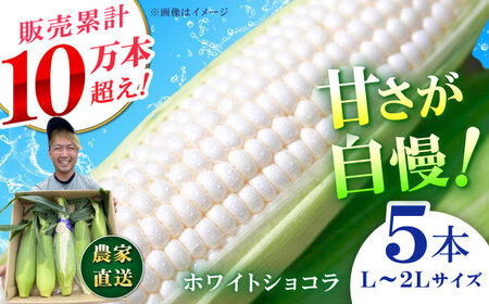 【先行予約】【数量限定】白いとうもろこし ホワイトショコラ 5本【文命農業】開成町 野菜 とうもろこし トウモロコシ ホワイトショコラ[BDAX001]