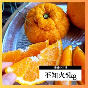柑橘の王様★不知火5kg入り 濃厚ジューシー、甘味たっぷり! 酸味も程よく香り高く、実はプリプリ!