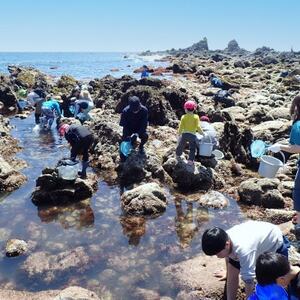 「海のミュージアム 磯の生物観察会・海の自然実感教室」参加費1000円分クーポン