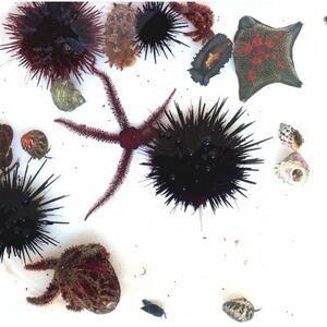 「海のミュージアム 磯の生物観察会・海の自然実感教室」参加費2000円分クーポン