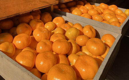 �N���N�n�ɂ��y���߂�@���o���@���݂���@10kg �@2025�N12��21�����`�N���ɔ��� | ���͌��� ���݂��� 10kg �t���[�c ���o������ �Z��