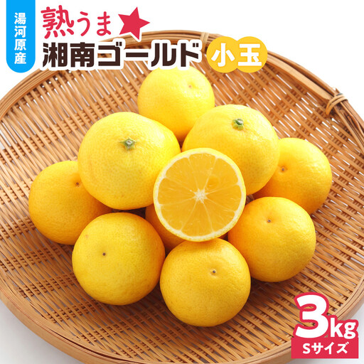 【希少フルーツ】熟ウマ☆小玉・湘南ゴールド(Sサイズ)　3kg　2027年3月上旬～3月中旬頃発送予定 | 湯河原町 小玉 Sサイズ 3kg 種なし 柑橘類 地域特産品