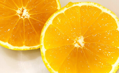 [希少フルーツ]超熟☆芳醇・湘南ゴールド(L・2Lサイズ)2kg 2026年3月下旬頃〜発送予定 | 湯河原町 中玉 Lサイズ 2Lサイズ 2kg 長期熟成 種なし 地域特産品