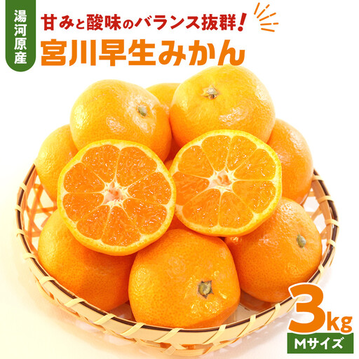 甘みと酸味のバランス抜群・宮川早生みかん 3kg(Mサイズ) 2026年11月中旬〜下旬頃に発送予定 | 湯河原町 Mサイズ 3kg 宮川早生みかん 果物 旬 柑橘類