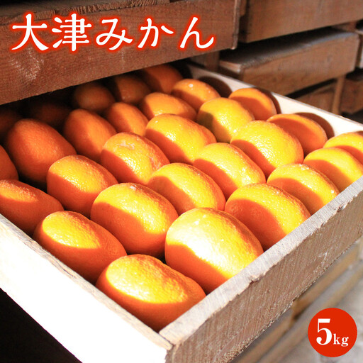 大津みかん 5kg | 湯河原町 湯河原発祥 みかん 柑橘 旬 大津4号 5kg フルーツ