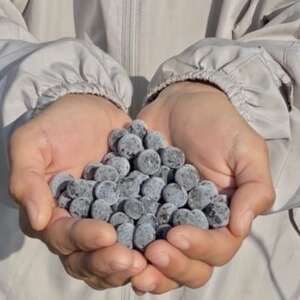 冷凍ブルーベリー 1kg[配送不可地域:離島]