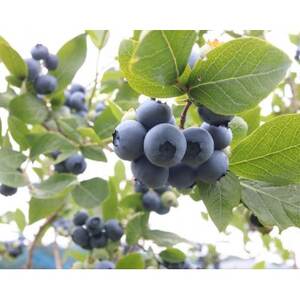 ごきげんブルーベリーファームの食べ放題チケット(中学生以上2枚)