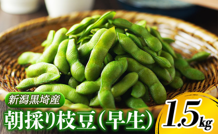 朝採り・新鮮・直送 新潟黒埼産 朝採り枝豆(早生) 1.5kg[6月下旬〜7月下旬頃順次発送] 野菜