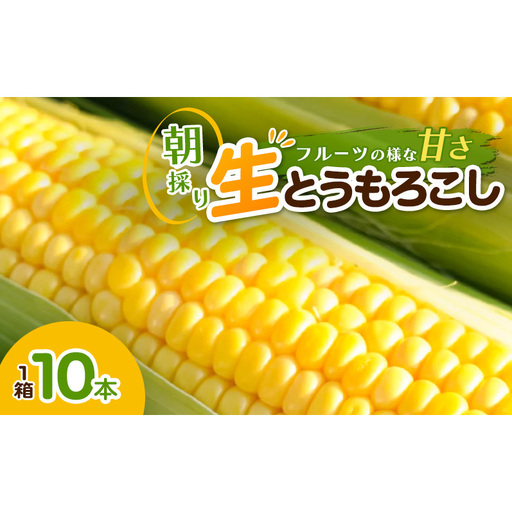 とうもろこし 10本/箱 朝採 トウモロコシ 野菜 スイートコーン 新潟