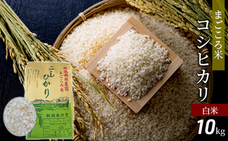 まごころ米コシヒカリ10kg(白米)