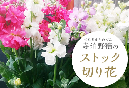 長岡産(寺泊野積)ストック切り花〜きれい、長持ち、香り・ボリューム・花色豊富〜