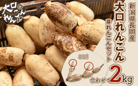 75T-05【大口れんこん】新潟県長岡産レンコン2kg（1.6kg+芽れんこん0.4kg）