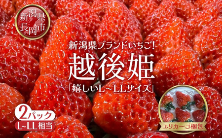 O9-13�V���������Y�������u�z��P�v420g 2�p�b�N