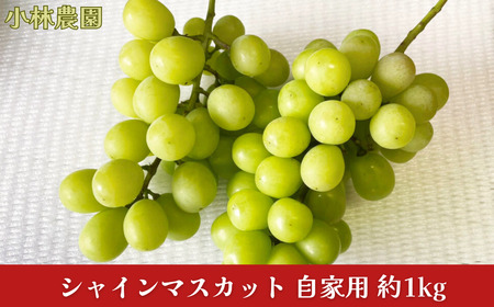 VC}XJbg Ɨp 1kg 󂠂 V OsY Ԃǂ [є_] y010P100z