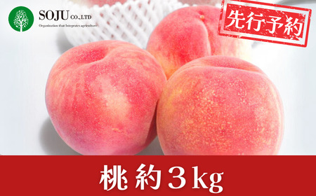先行予約 桃 約3kg 令和8年度 贈答用 新潟県 三条市産 もも [三条果樹専門家集団] 