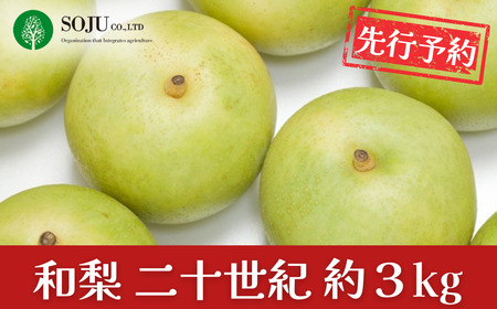 先行予約 和梨 二十世紀 約3kg 令和8年度 新潟県 三条市産 梨 [三条果樹専門家集団] 